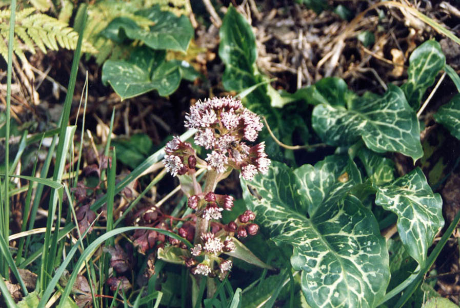 Petasites fragrans photo